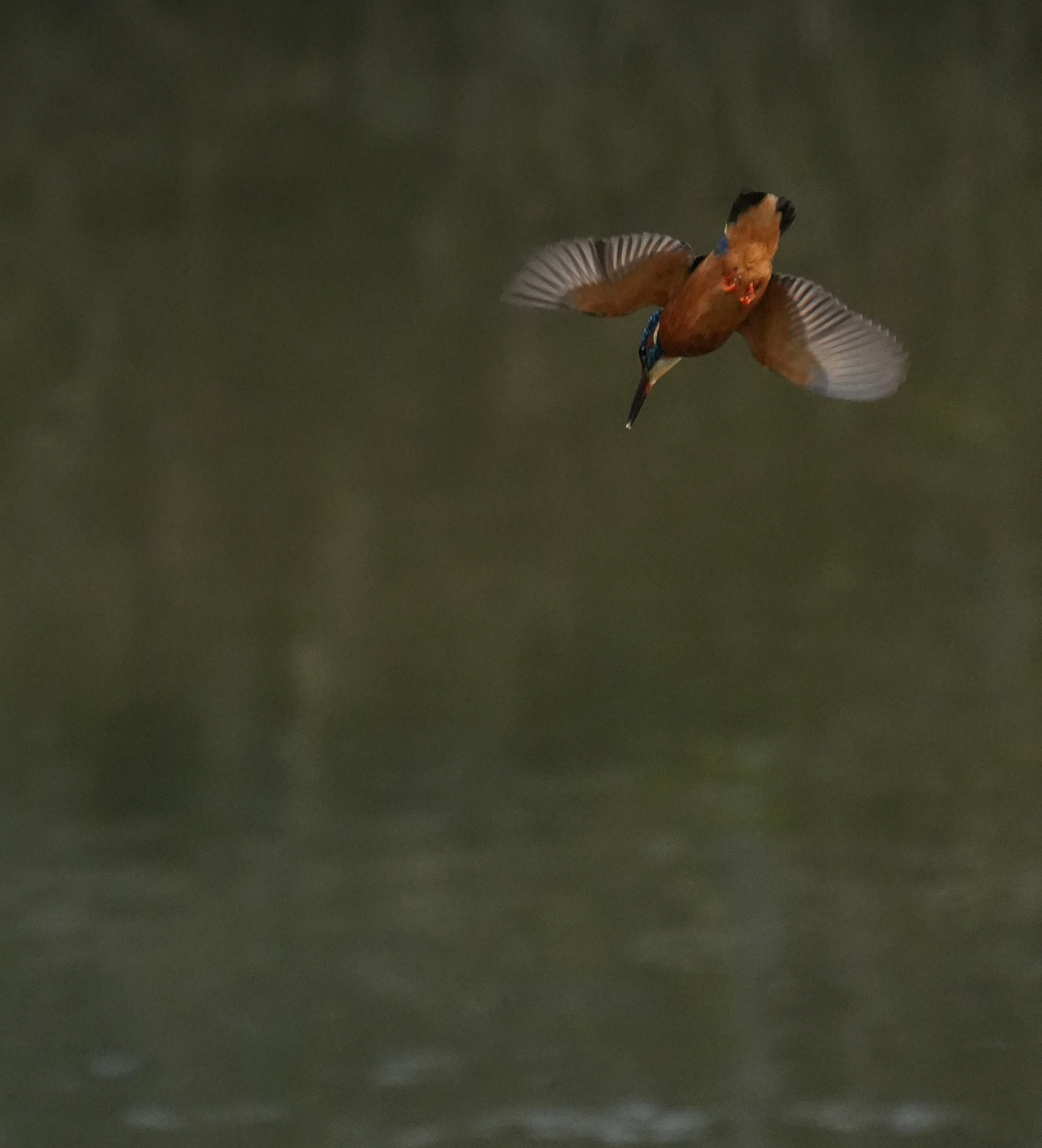 Kingfisher Alcedo atthis Kingfisher Alcedo atthis