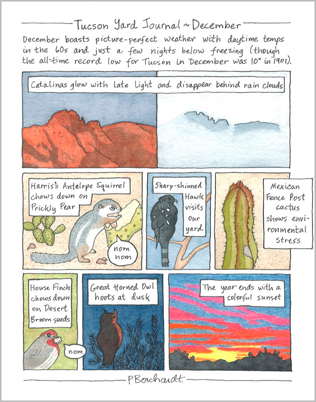 Tucson Yard Journal ~ December (pen, colored pencil & watercolor)