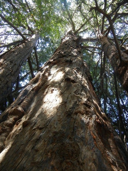 view of old redwood, looking up