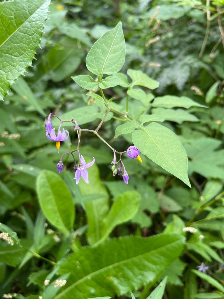 Bittersweet Nightshade Bittersweet Nightshade