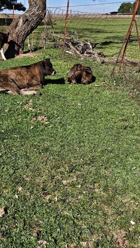 Nurse cows all had bull calved this year.