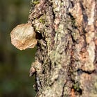 A Caterpillar Doing a Flip
