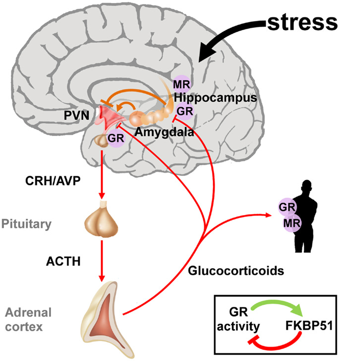 File:Hypothalamic-pituitary-adrenal axis.jpg - Wikimedia Commons