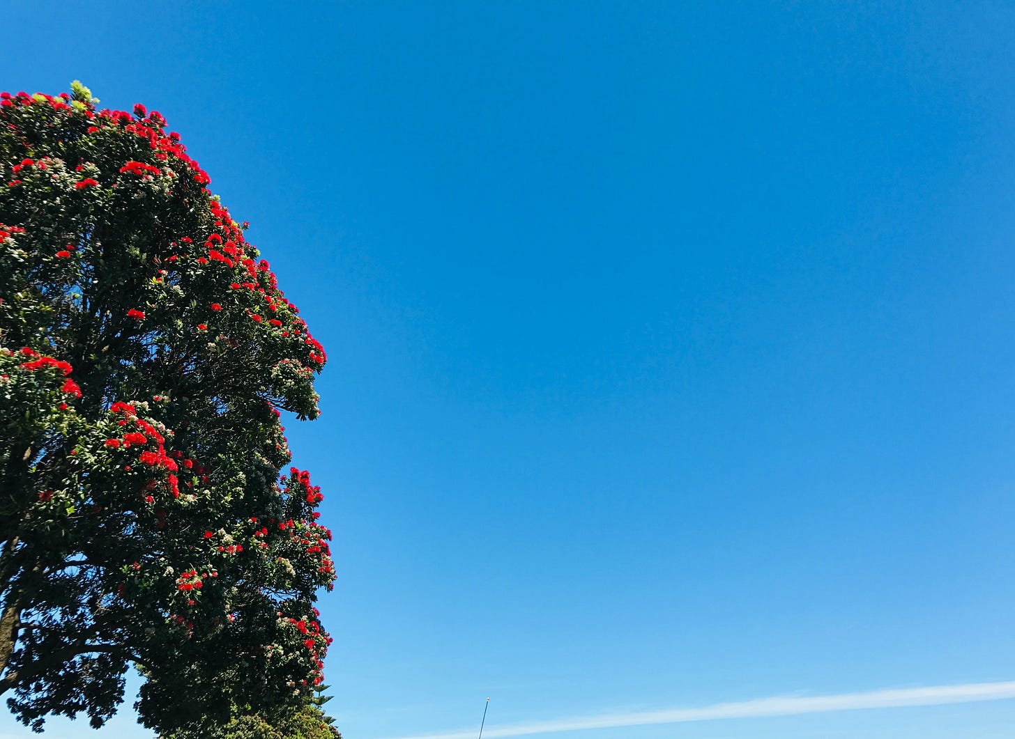 A pōhutukawa tree, blue sky as background