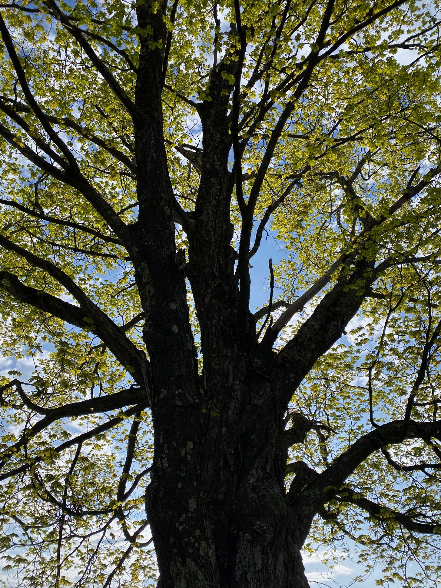 View of a large oak with a huge trunk, green leaves unfurling against dark branches.