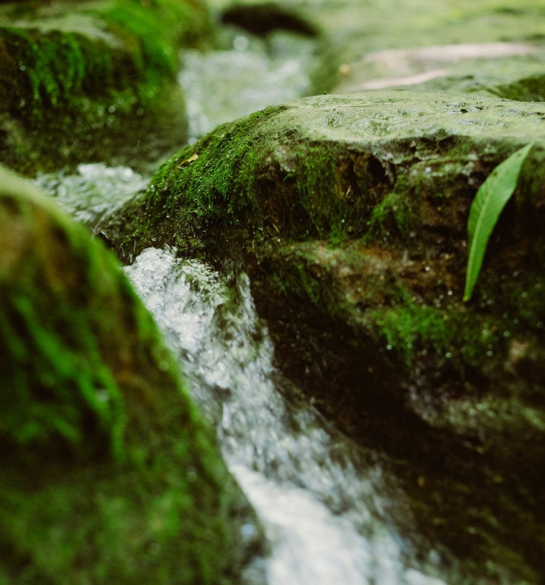 water flower through rocks
