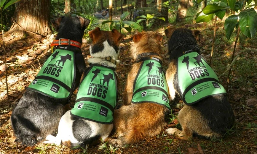 Four conservation dogs with green jackets on their back, sitting in a dappled-light forest