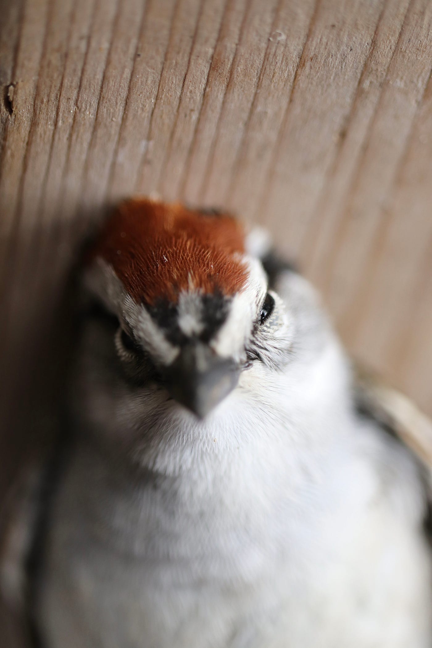 Chipping Sparrow moments after colliding with my front window Chipping Sparrow moments after colliding with my front window