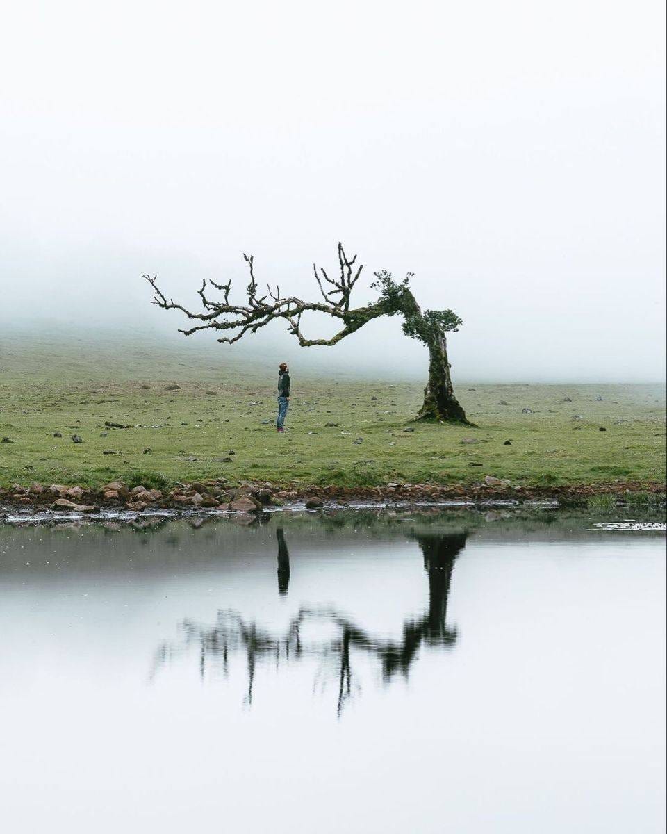 May be an image of tree, nature and fog May be an image of tree, nature and fog