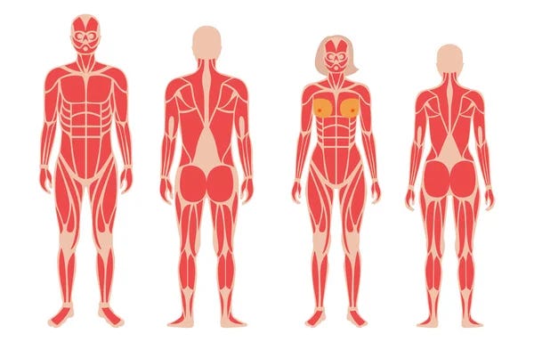 Tejido muscular imágenes de stock de arte vectorial | Depositphotos