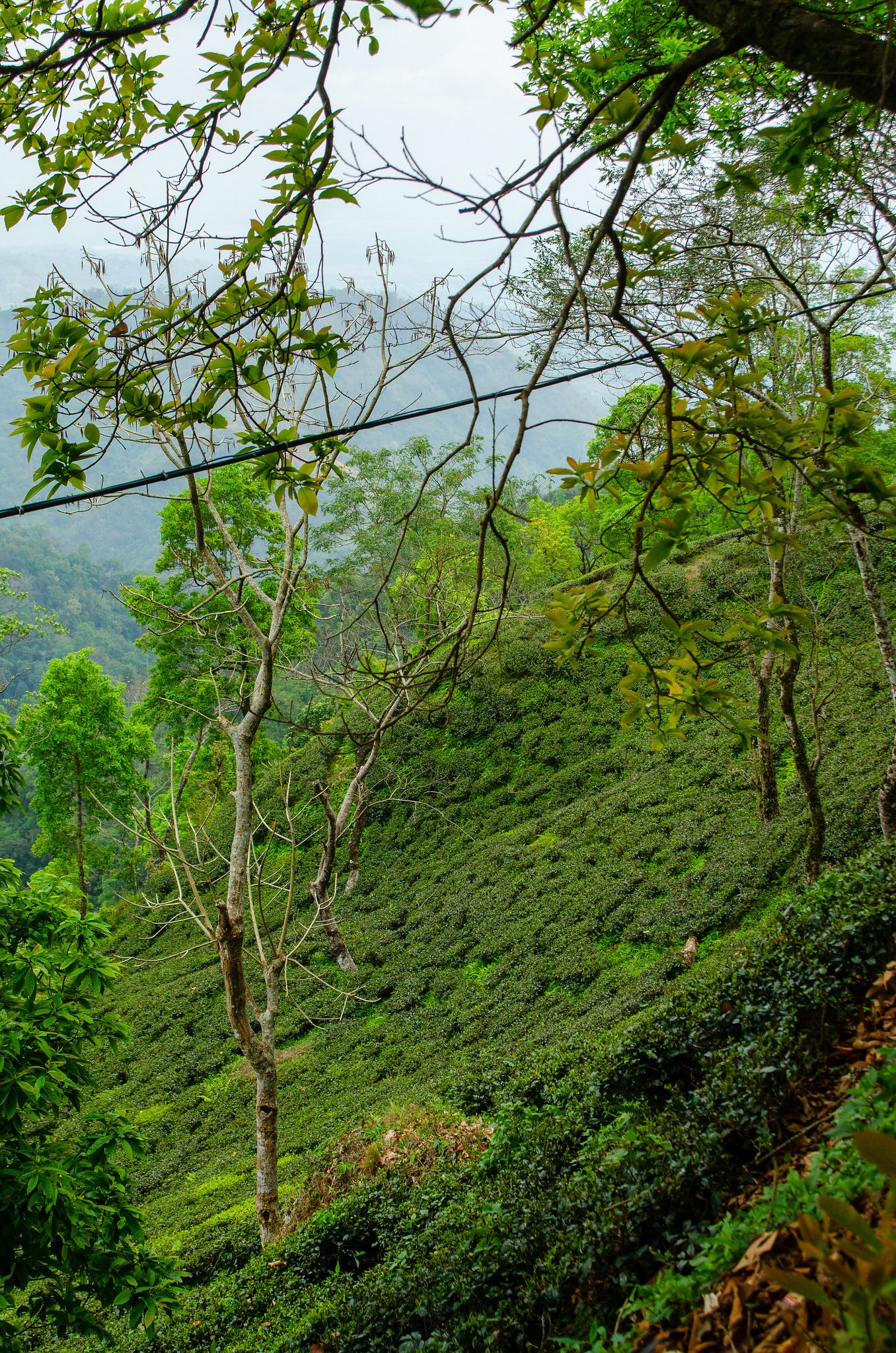 ID: Sloped Darjeeling tea field