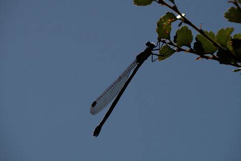Butterflies and birds in the tawai tree.