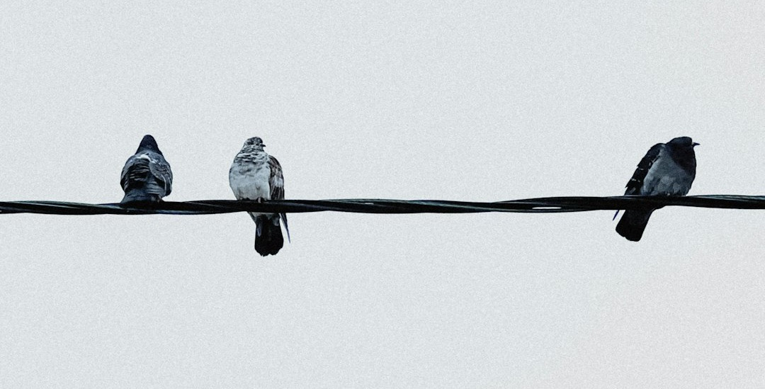 a group of birds sitting on top of a power line a group of birds sitting on top of a power line