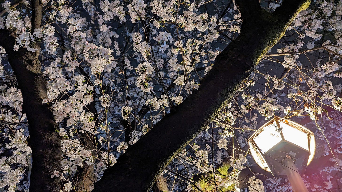A cherry tree in full bloom contrasts against the night sky.