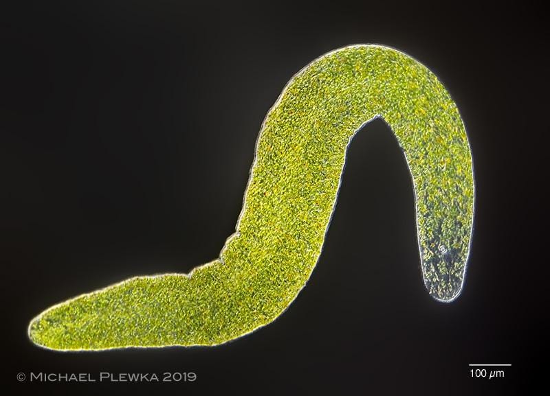 invertebrate organisms of the atlantic sea:   Symsagittifera roscoffiensis, Concolutidae, Acoela, Acoelomorpha, Xenacoelomorpha; Metazoa