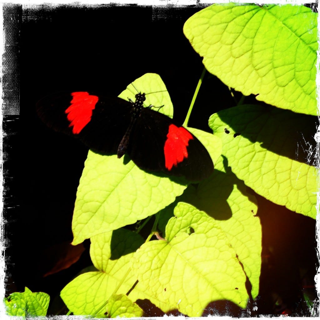 butterflies (18) butterflies (18)