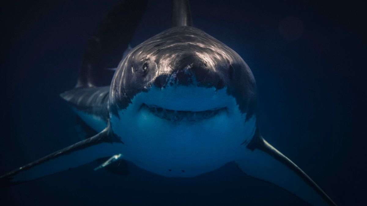 12 Facts About Great White Sharks | Mental Floss
