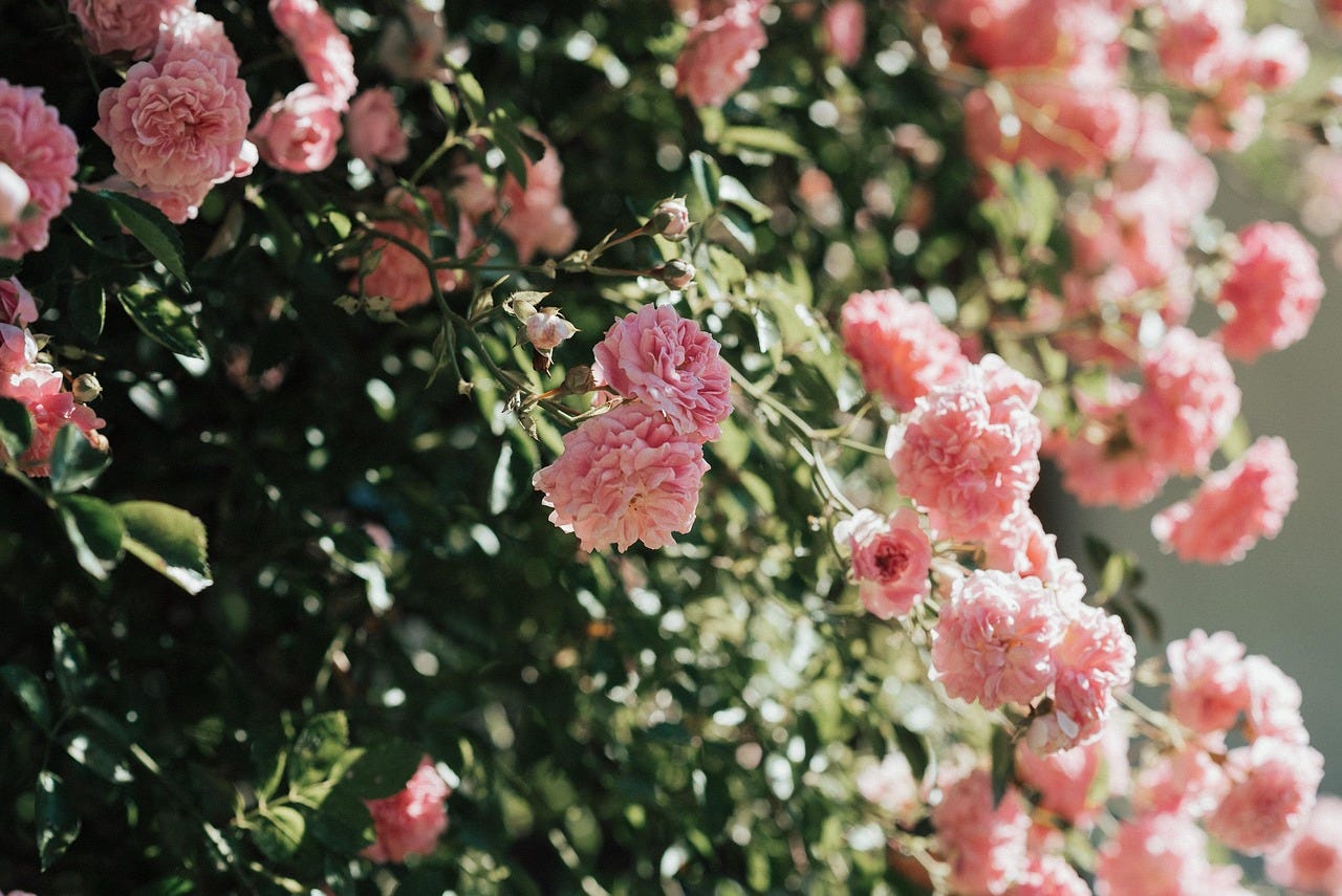 Free Roses Blossoms photo and picture