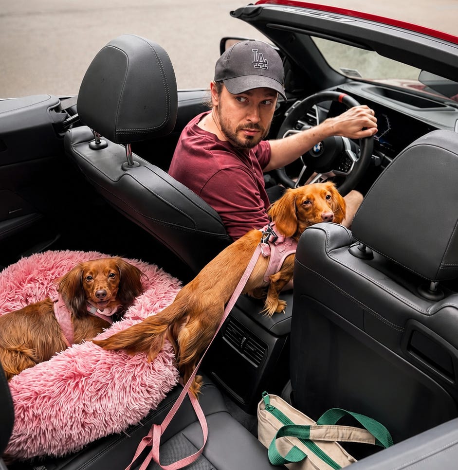A man at the wheel of a red convertible with Nicole and Nora, two miniature dachshunds, one riding on a pink fluffy bed beside him A man at the wheel of a red convertible with Nicole and Nora, two miniature dachshunds, one riding on a pink fluffy bed beside him