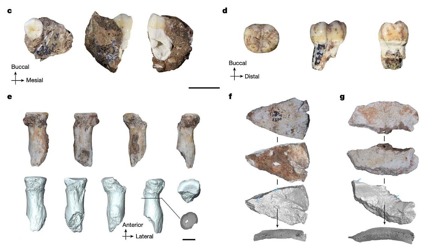 Fossil material from Bianfu Cave identified as Denisovan Fossil material from Bianfu Cave identified as Denisovan