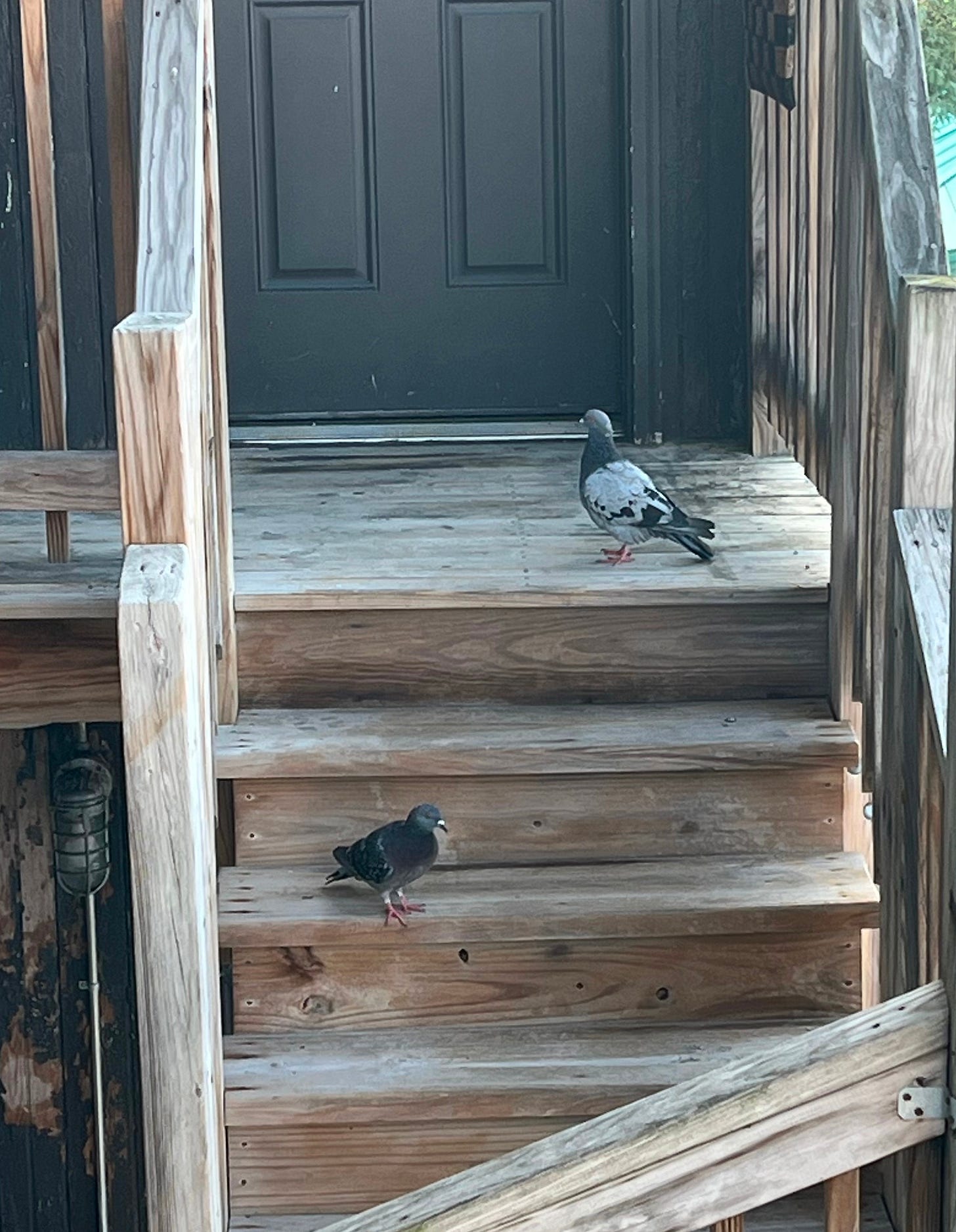 Two pigeons standing on a wooden staircase