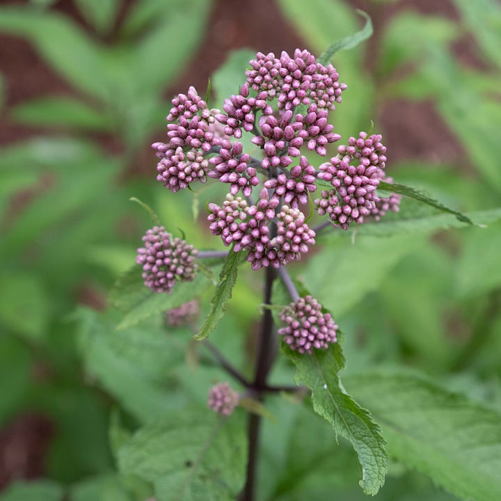 Diptych: Left and right images both contain a bunch of emerging small pink flowers with large green leaves behind.
