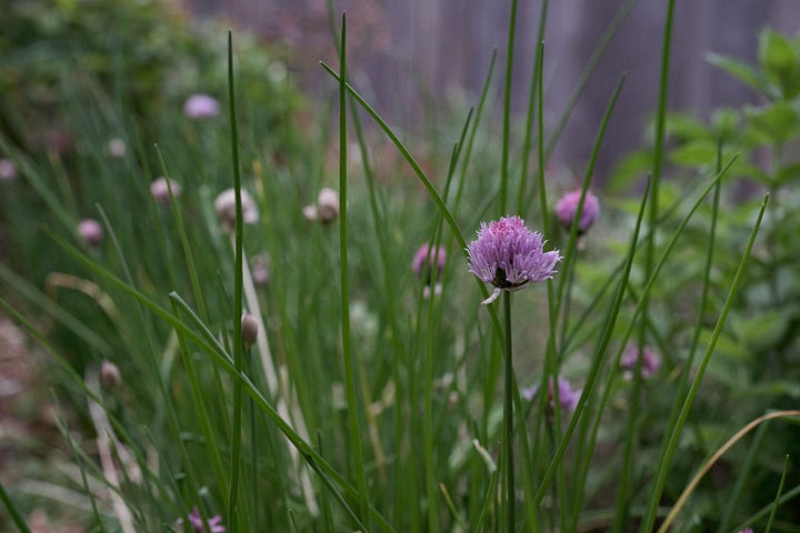 Photographs of The Generous Gardener Rose, a chive flower, sweet peas in a ceramic pot upon an iron table and flowering Verbena Bonariensis in front of a yew hedge