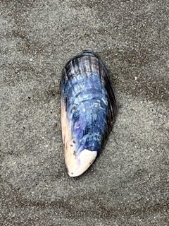 a blue sail jellyfish, a pink sand dollar, and a blue, black and white mussel shell