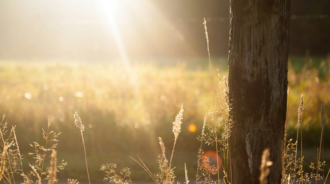 Sunlight pouring over a meadow behind a fence post.