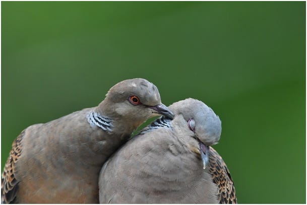 turtledoves turtledoves