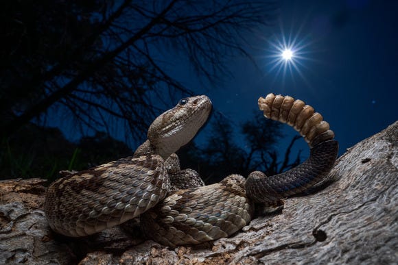una serpiente de cascabel en primer plano, brillando bajo la luz de la luna