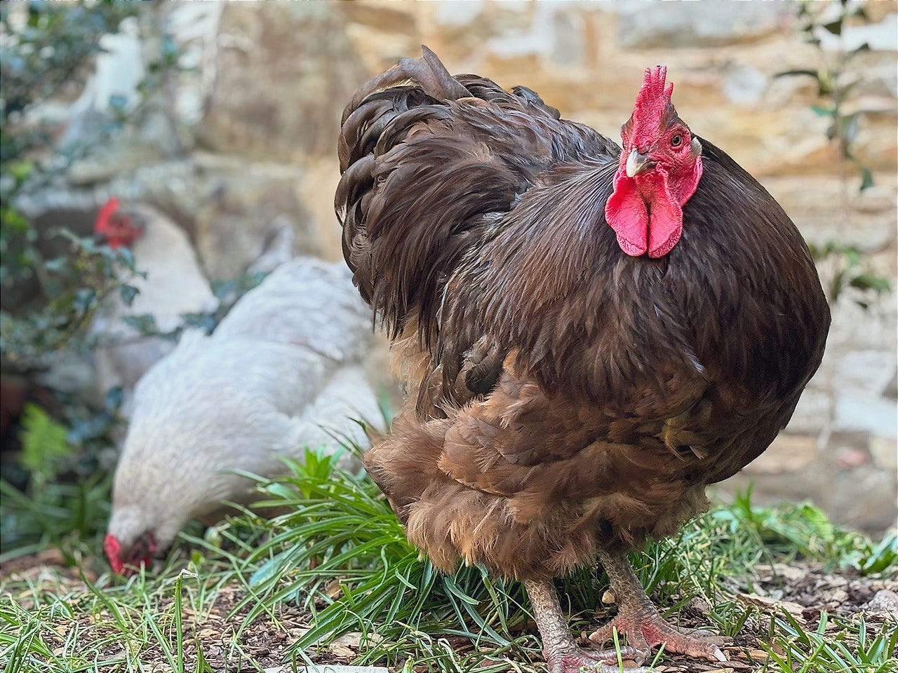 A rooster and hen in a yard

AI-generated content may be incorrect.