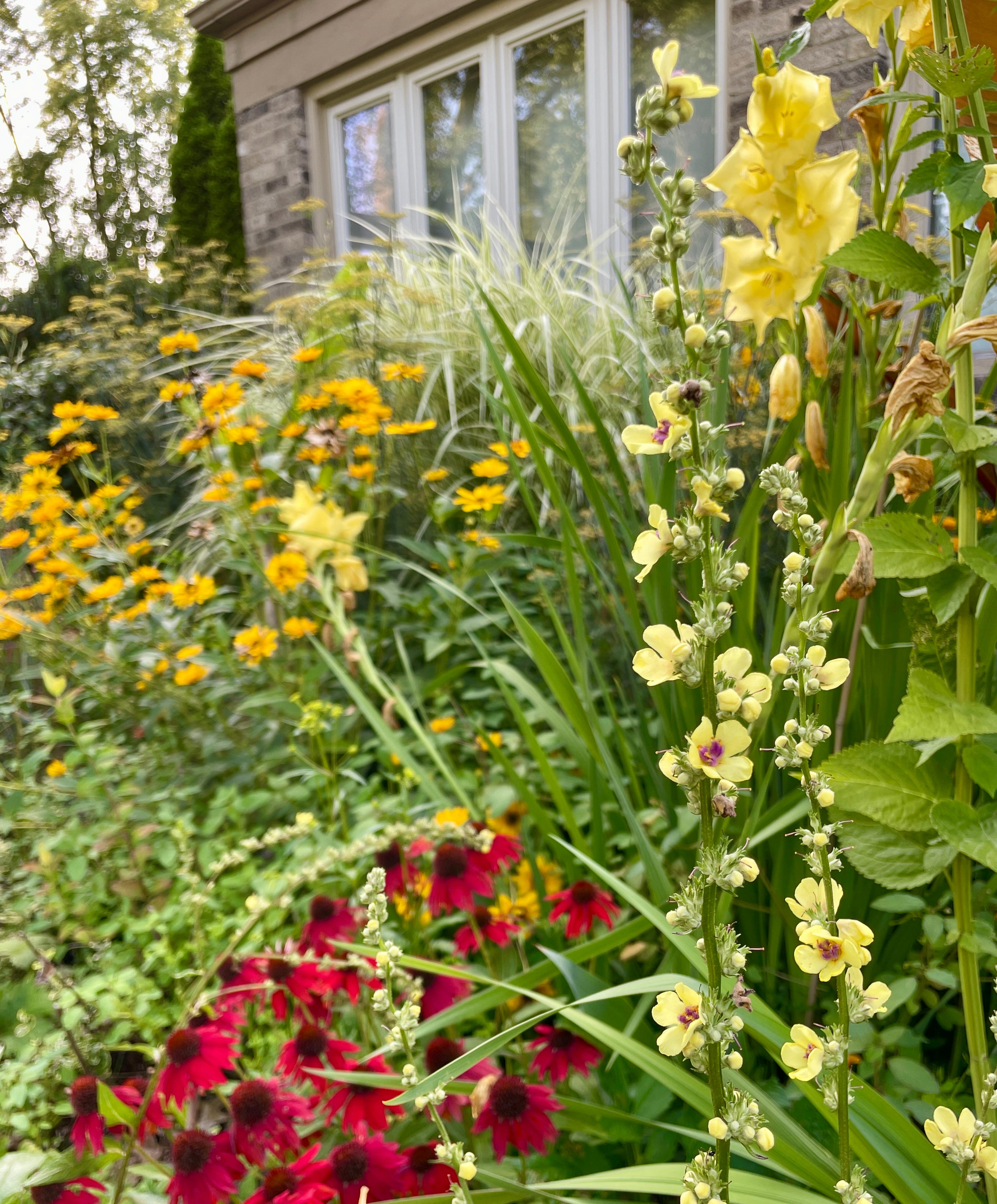 The Hot Border - Julie Witmer Gardens Newsletter