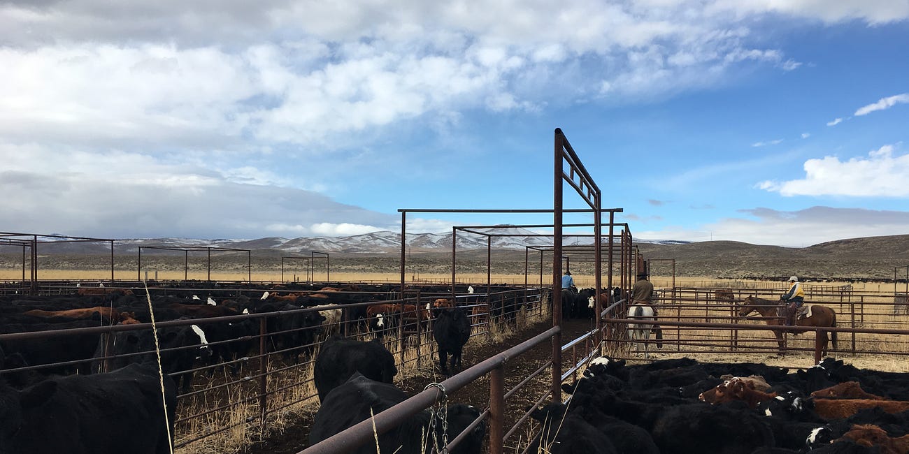 For 50 years, this rancher followed labor law. As big ag lobbies for amnesty, he is about to lose his legal crew.