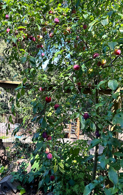 fruit and flowers bloom in the food forest