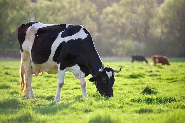 milk cow grazing on green farm pasture on summer day feeding of cattle on farmland grassland