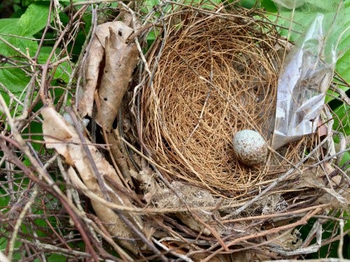 nest and egg.jpg nest and egg.jpg