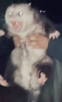 A Pinterest pin added by snotbox on Jun 20, 2024. The author is 𝚜𝚗𝚘𝚝𝚋𝚘𝚡. May present: funny possum pfp, opossum, possums, cymric, british longhair.