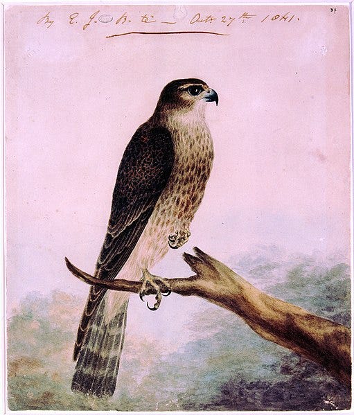File:Brontë - Nero.jpg