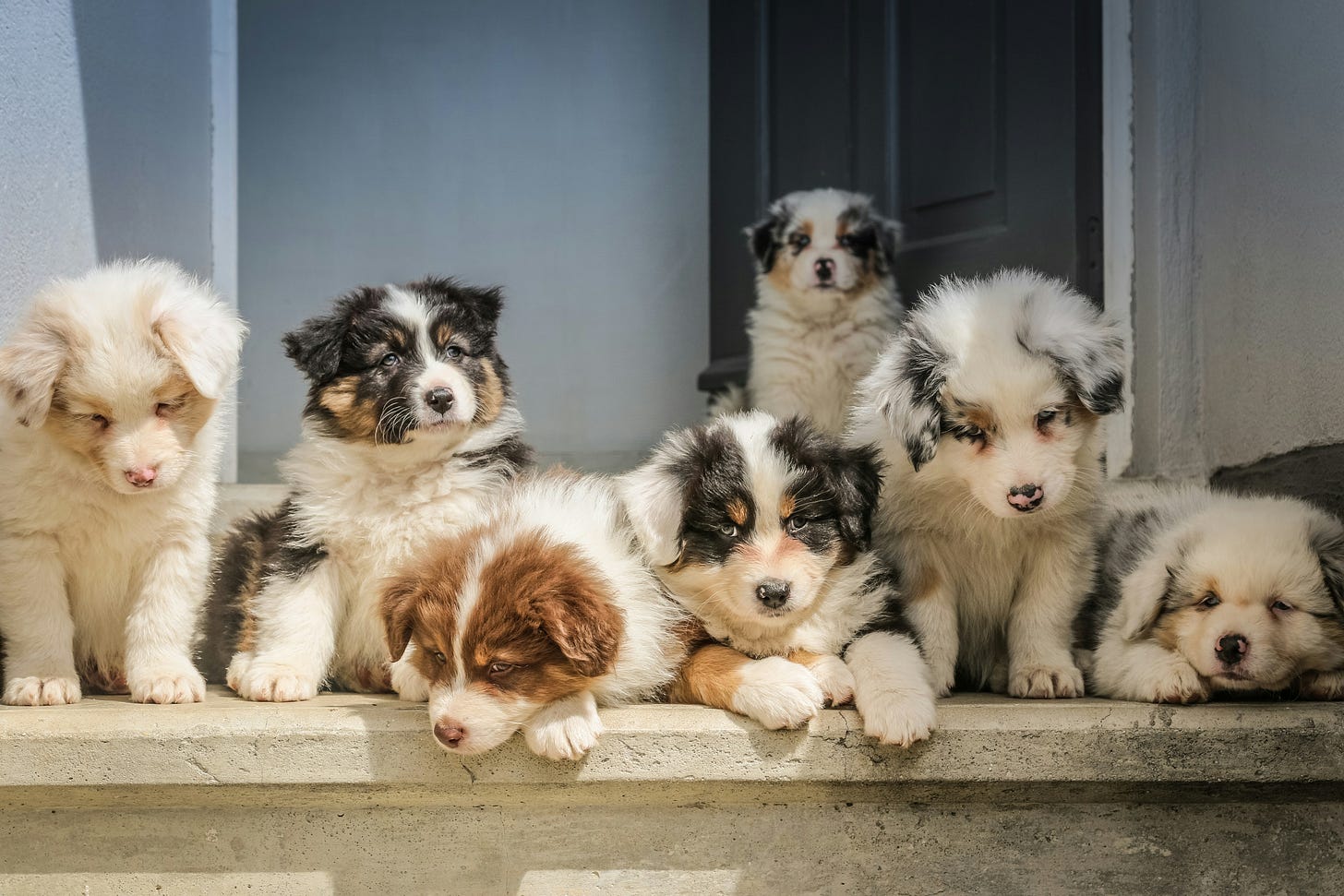 group of adorable puppies (puppy dog story niche writing)