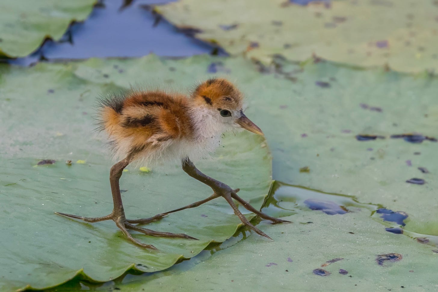 A fuzzy jacana chick standing on floating leaves, showing its oversized toes spread wide for balance — a striking example of bird foot structure and adaptation.