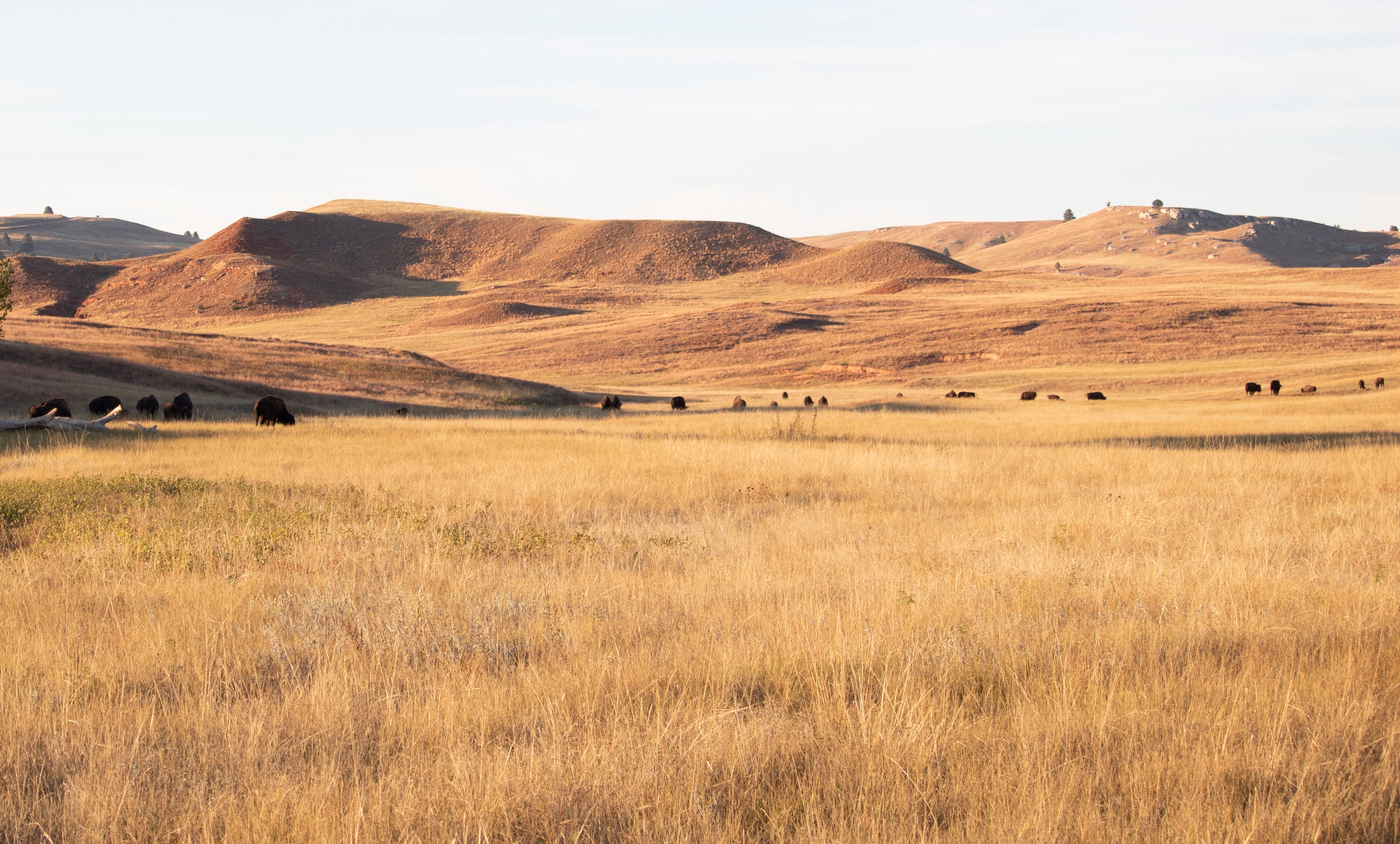 Federal Court Blocks Removal of American Prairie Bison From Public Lands in Montana