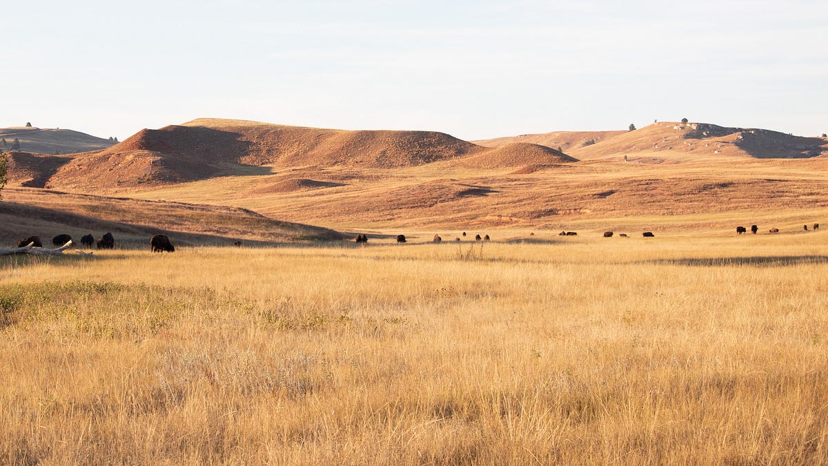 Federal Court Blocks Removal of American Prairie Bison From Public Lands
