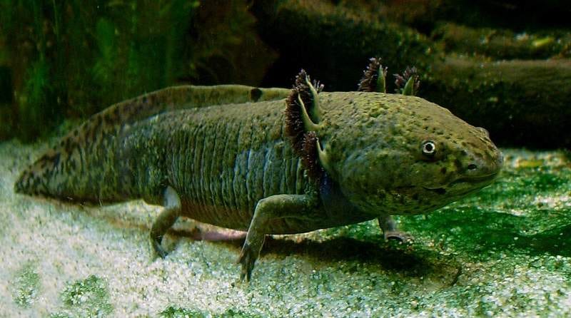 Photo of a large axolotl.