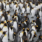 PenguinGate... a Timeline