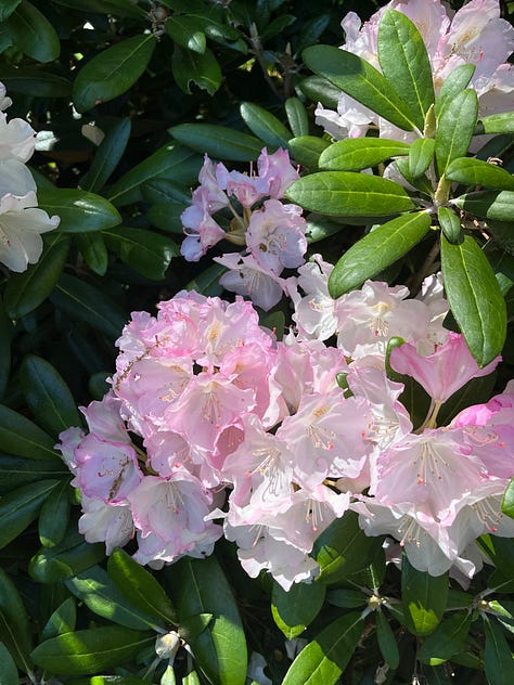 Rhododendron. Paperbark Maple, Anise Tree