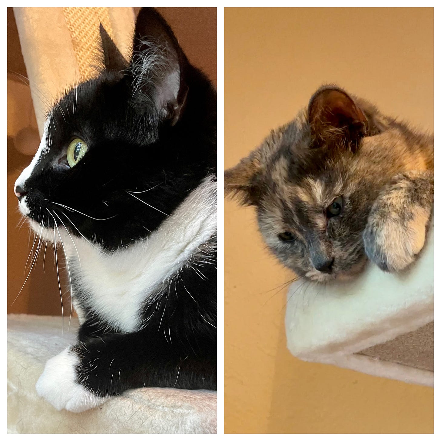 Left: Viewed in profile, a tuxedo cat is looking into the distance with cheerful interest. Right: A dilute tortoiseshell cat is peeking down from her perch atop a beige cat tree. She appears to have murderous intent. Left: Viewed in profile, a tuxedo cat is looking into the distance with cheerful interest. Right: A dilute tortoiseshell cat is peeking down from her perch atop a beige cat tree. She appears to have murderous intent.