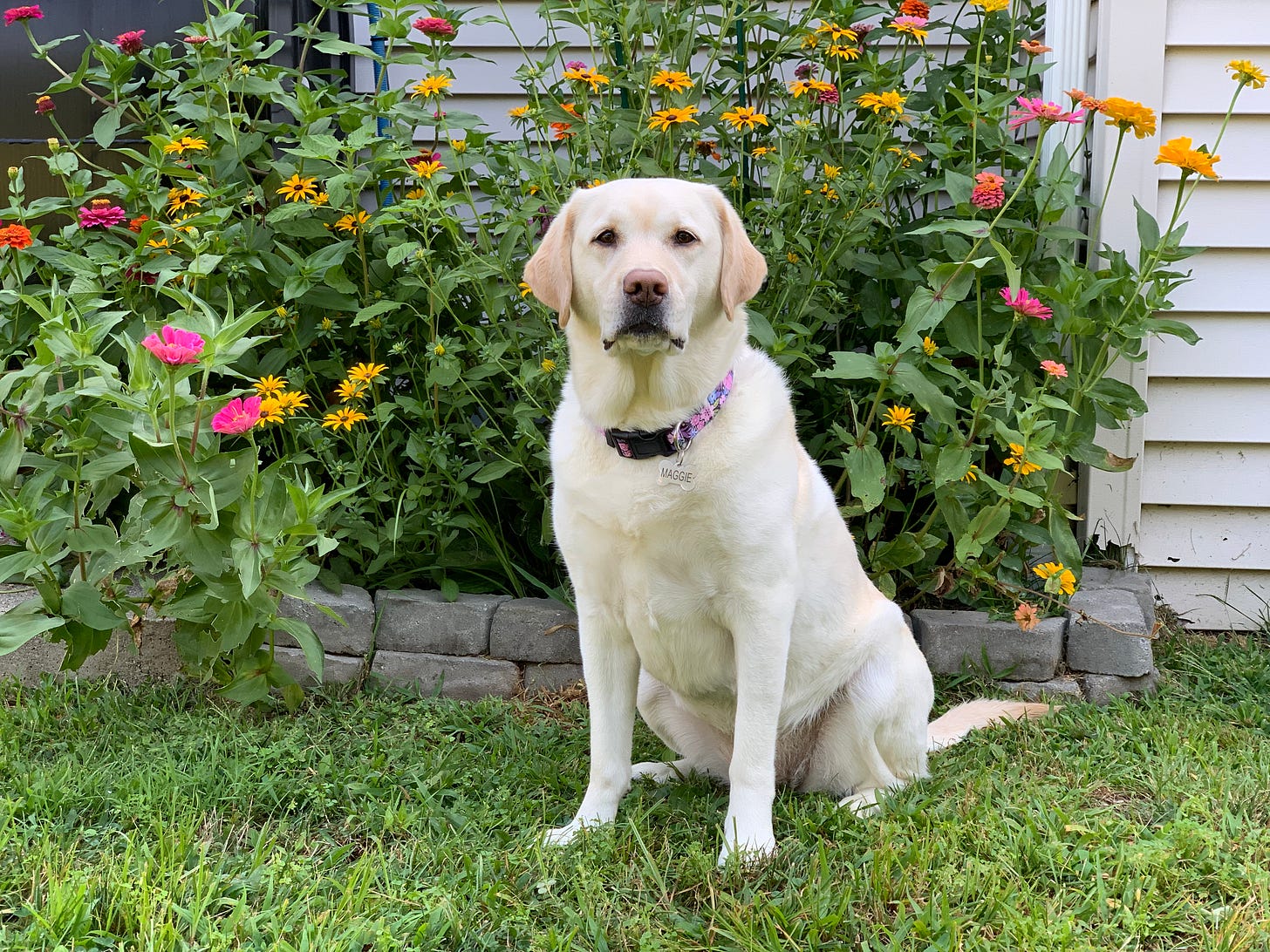 A yellow Labrador retriever sits in front of a garden of colorful flowers. 