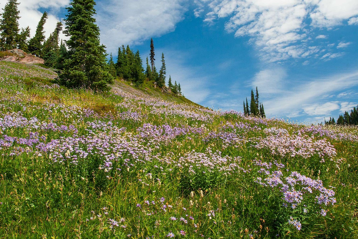 bunches of purple and pink asters dot an idyllic meadow slope with artfully placed stands of trees, beneath a blue sky dashed with white clouds