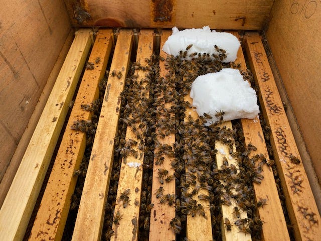 sugar bricks over a honey bee cluster sugar bricks over a honey bee cluster